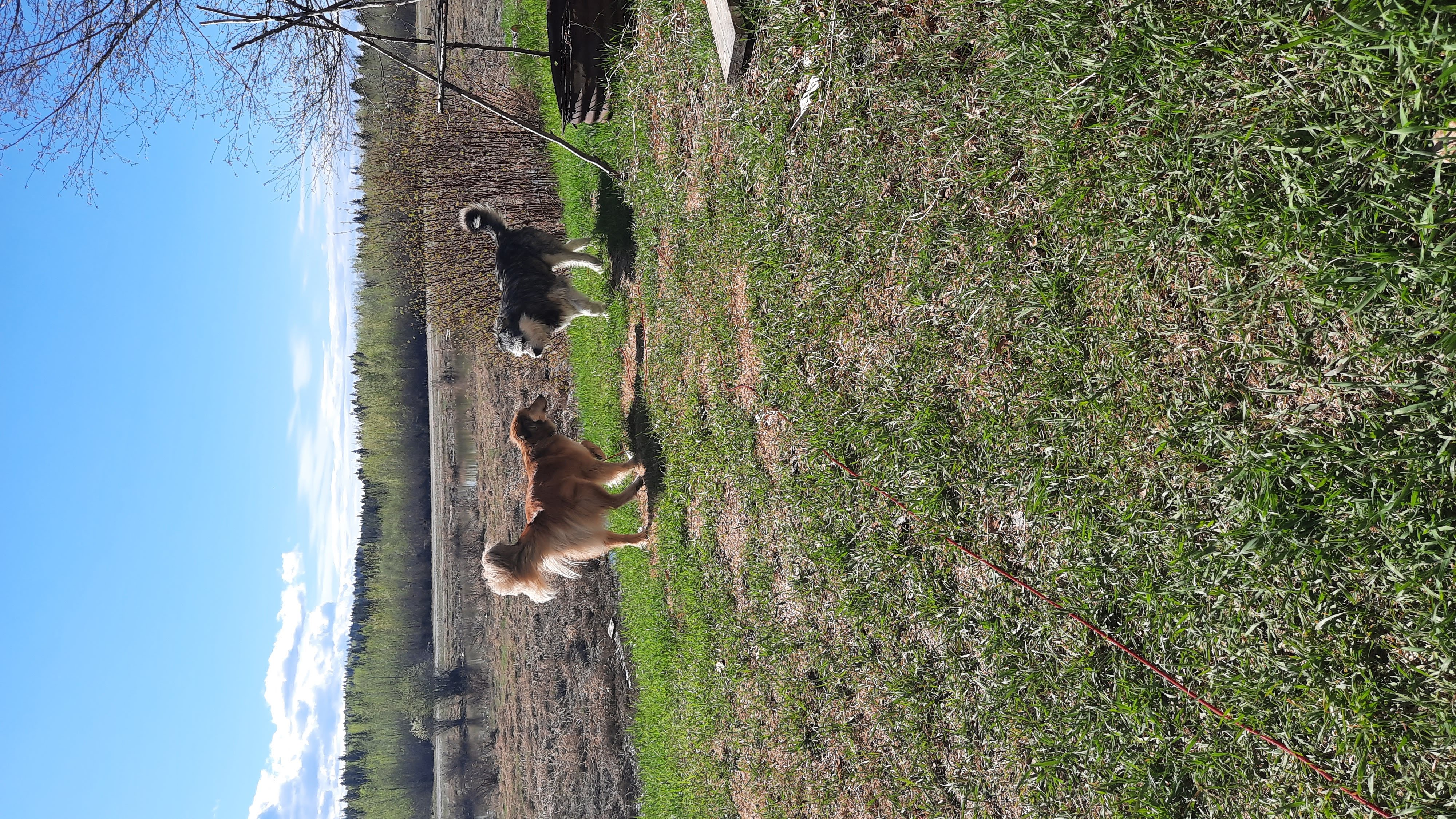 Gizmo playing with Kayla by the river