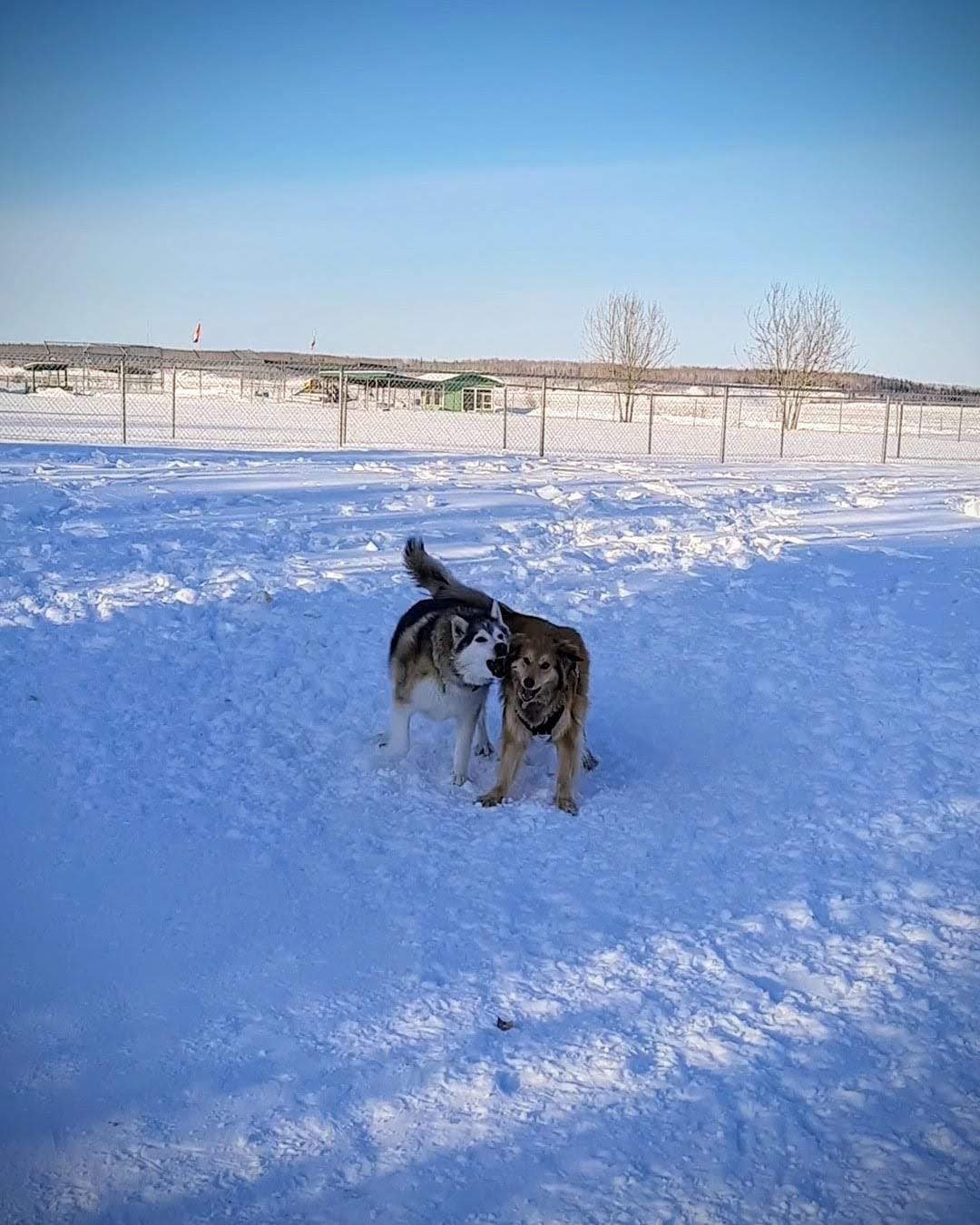 Piper playing with Kayla in the snow